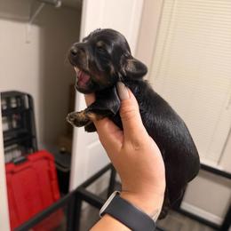 Otter - Dachshund