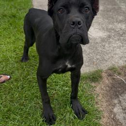 Trousers - Black female Cane Corso puppy in Jacksonville, North Carolina from Cor Dei Cane Corso