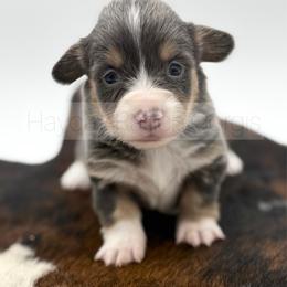 Mistletoe - 1500 - Black and tan female Pembroke Welsh Corgi puppy in Rozet, Wyoming from Hayday Ranch Corgis
