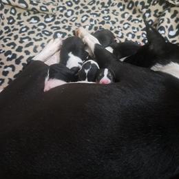 Tri Girl - Tri-color female Basenji puppy in Tuttle, Oklahoma from Steadfast Farm (SFF)