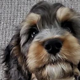 Cockapoos, Miniature Schnauzers, and Schnoodles from Rpuppies