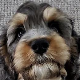 Cockapoos, Miniature Schnauzers, and Schnoodles from Rpuppies
