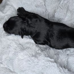 Larger Black Baby Boy - Black male Miniature Schnauzer puppy in Hertford, North Carolina from Little Bug Schnauzers