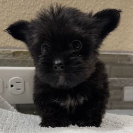 Yellow Boy Black and White - Black and tan male Yorkshire Terrier puppy in Oregon City, Oregon from D’Luxe Kennels