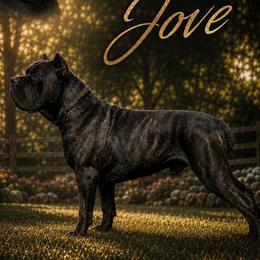 Jove - Cane Corso