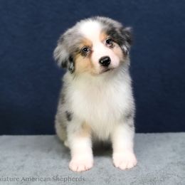 Bodie - Blue merle male Miniature American Shepherd puppy in Snyder, Texas from RLA Miniature American Shepherds
