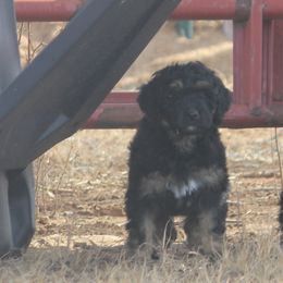Goldendoodle and Yorkshire Terrier Puppies from Dirty Dogs Pups