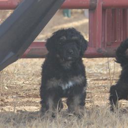 Goldendoodle and Yorkshire Terrier Puppies from Dirty Dogs Pups