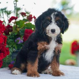 Beyoncé - Tri-color female Bernedoodle puppy in Dundee, Ohio from Down Home Doodle