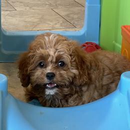 Nugget - Red male Cavapoo puppy in Sugarcreek, Ohio from True Hearted Doodles