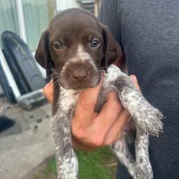 Peach  Female - Liver and white female German Shorthaired Pointer puppy in Osakis, Minnesota from The W5 Ranch