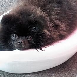 REPEAT - Pomeranian puppy from River Rise Poms
