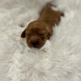 Enzo - Cream male Dachshund puppy in Chehalis, Washington from McJazzin Doxies