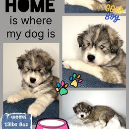 Everest - Gray and white male Siberian Husky puppy in Florence, Kentucky from Moonlight Howl Huskies