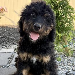 Moon - Phantom female Bernedoodle puppy in Nampa, Idaho from Ember Skies Doodles