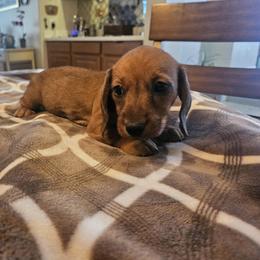 Girl 1 - female Dachshund puppy in Phoenix, Arizona from Arizona Desert Gold Dachshunds