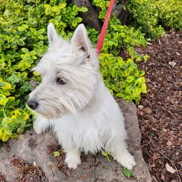 Evie - West Highland White Terrier