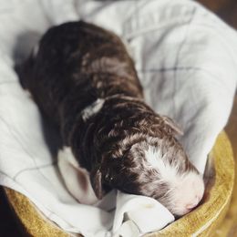 Luke - Parti male Poodle puppy in Mars Hill, North Carolina from Hunter Farm