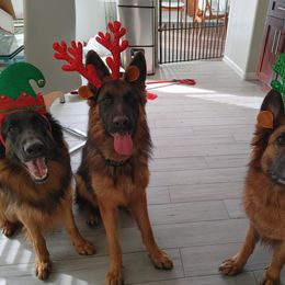 German Shepherd Puppies from Schonwasser Shepherds