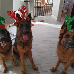 German Shepherd Puppies from Schonwasser Shepherds