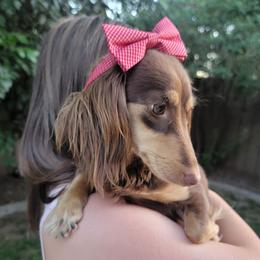 Arwen - Dachshund