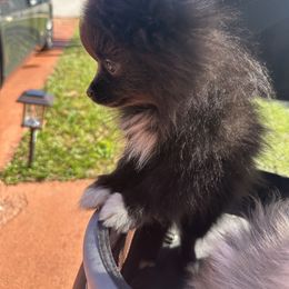 Pomeranian Puppies from Tiare house of poms