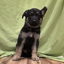 German Shepherd Puppies from Karriage Haus Kennels