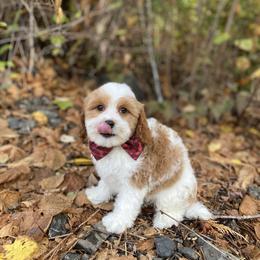 Cavapoo, Cockapoo, and Poodle Puppies from Heavenly puppies to love