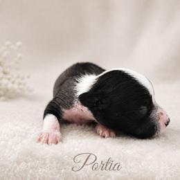 Portia - Black and white female Chinese Crested puppy in Ocala, Florida from Crestie Charm Cottage