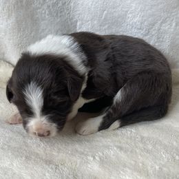 Pink Collar - Red Chocolate - Red female Border Collie puppy in Gadsden, Alabama from Collie Wood Hills