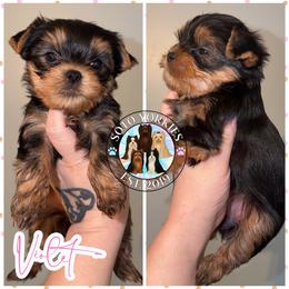 Violet - Black and tan female Yorkshire Terrier puppy in London, Kentucky from Soto Yorkies