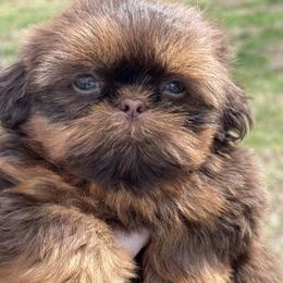 Pupkin Spice - Chocolate and tan male Shih Tzu puppy in Hendersonville, Tennessee from Peekaboo Farms
