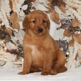 Teal Ribbon - Dark golden female Golden Retriever puppy in Howard City, Michigan from Sherman's Shepherds