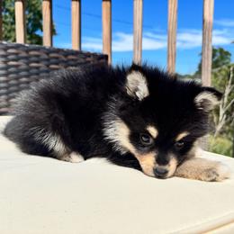 Riven - Tri-color female Pomsky puppy in Boonville, Indiana from Elysian Pomskies