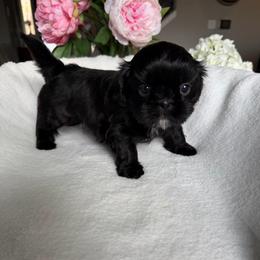 Ms. Bijoux - Black female Shih Tzu puppy in Kent, Washington from Exclusively Shih Tzu's LLC