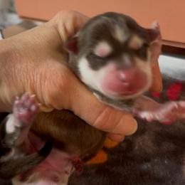 Kahlúa - Chocolate female Pomsky puppy in Spring Hill, Florida from PDQ Pomskies