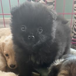 Tiny Tim - Black male Pomeranian puppy in Lexington, Oklahoma from BooneDox Miniature Dachshunds