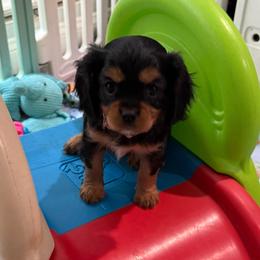 Millie (Helen) - Black and tan female Cavalier King Charles Spaniel puppy in Ocala, Florida from Ray of Sunshine Spaniels LLC