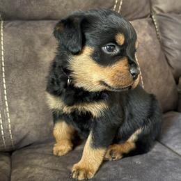 Athena - Black and tan female Rottweiler puppy in Newfoundland, Pennsylvania from Poconopaws