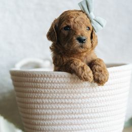Girl 5 - Red  female Poodle puppy in Duncan, South Carolina from Abner Creek Poodles & Doodles