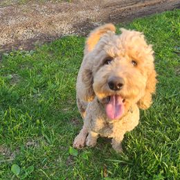Luna - Goldendoodle