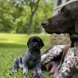 German Shorthaired Pointer Puppies from Thunder Mountain Gun Dogs