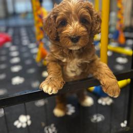 Trenton - Red male Cavapoo puppy in Peoria, Arizona from Cactus Doods