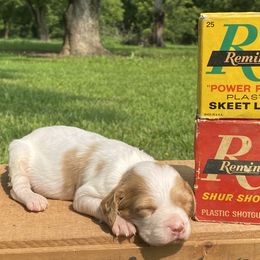 Brittany Puppies from HillTop Brittany Kennel