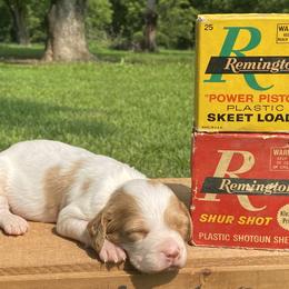 Brittany Puppies from HillTop Brittany Kennel