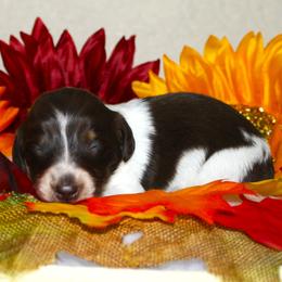 Voorhees - Piebald male Dachshund puppy in Corbin, Kentucky from White River Valley Kennel