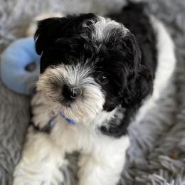 Havanese from Havanese Braggers