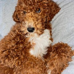 Poodle All Grown Up from A & K Kennels