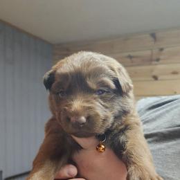 Sauce (Orange) - Liver male German Shepherd puppy in Garrett, Indiana from Devil-Dog Shepherds