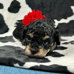 Sofia - Black female Poodle puppy in Lancaster, Missouri from Cavapoo Acres